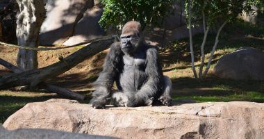 best laptops for developers in 2026 - Euro AI