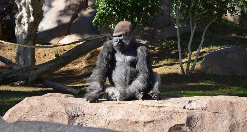 best laptops for developers in 2026 - Euro AI